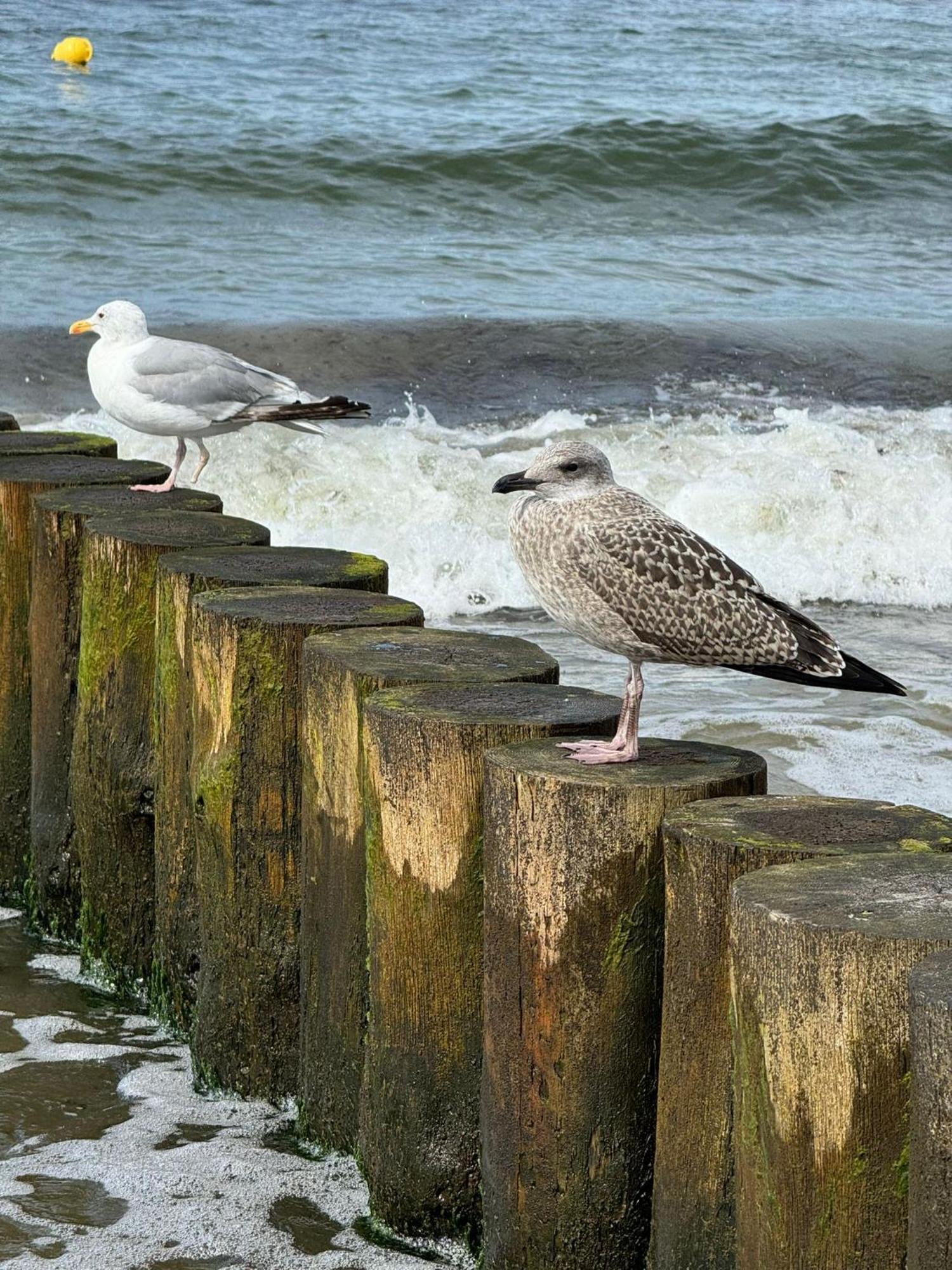 Drei-Insel-Blick Neßmersiel Exterior foto